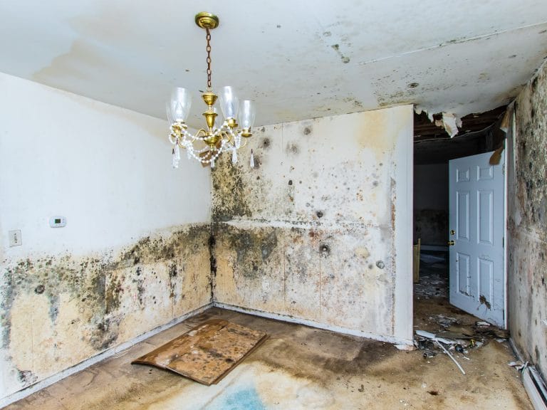 water damage untreated