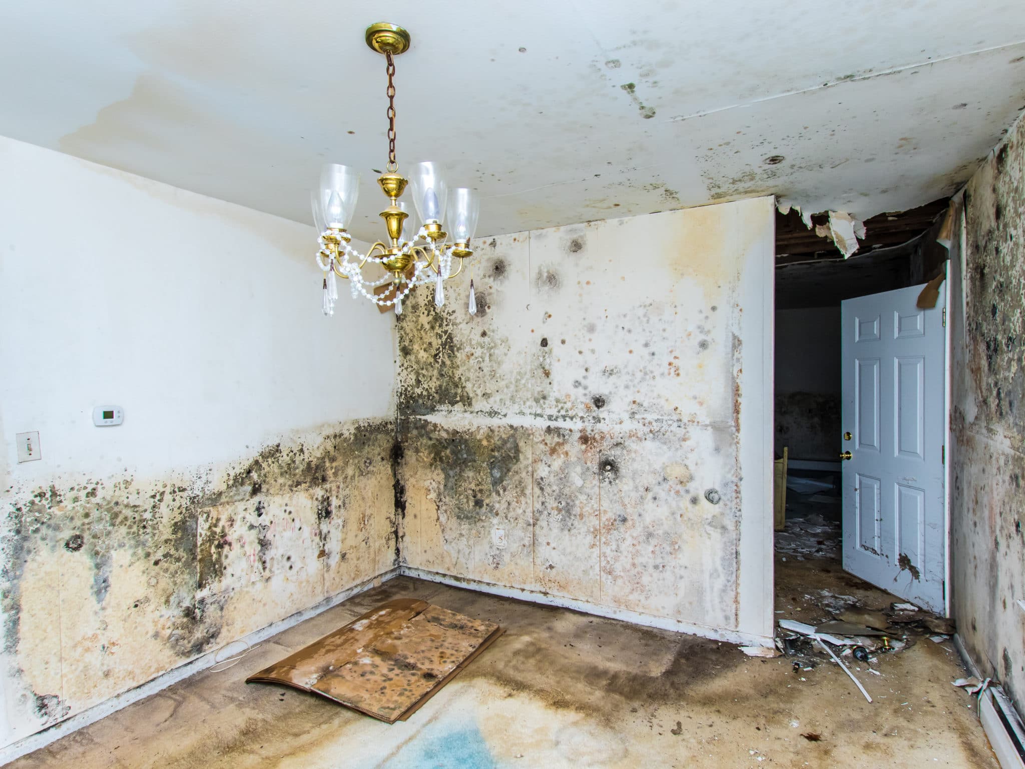 Water Damage Mold Clean Up