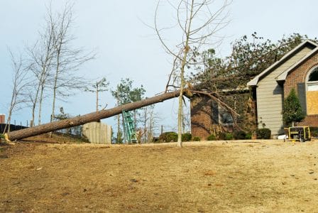 storm_damage_fallen_tree